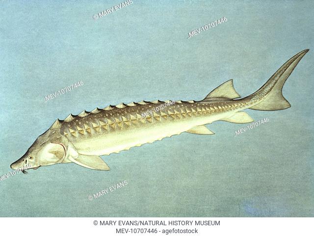 Plate 13 from Fishes of Economic Importance of the USSR by Lev Semenovich Berg and others (1949)