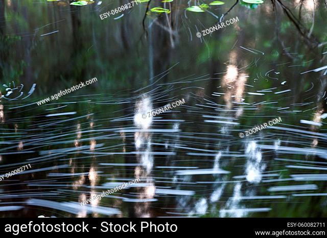 Small stream abstract in forest nature