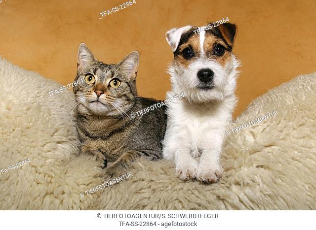 Parson Russell Terrier and cat