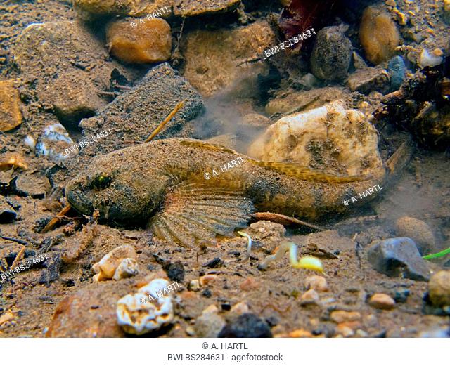 Miller's thumb, bullhead (Cottus gobio), male well camouflaged on mud and pebble ground, Germany, Bavaria, Goldach