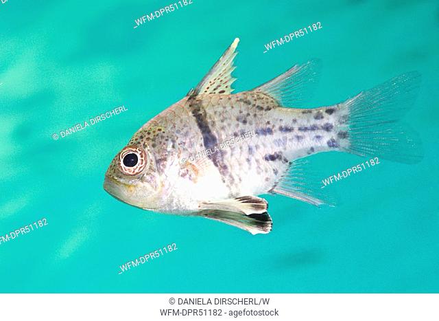 Orbiculated Cardinalfish, Sphaeramia orbicularis, Raja Ampat, West Papua, Indonesia