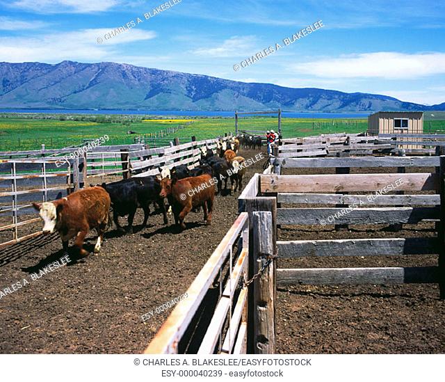 Cattle ranch near Henry's Fork. Morning in June. Idaho. USA