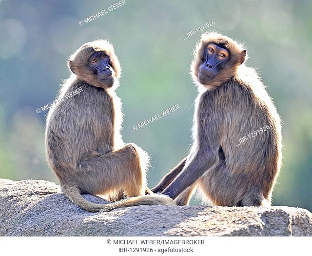 Two Gelada Baboons (Theropithecus gelada) sitting on a rock