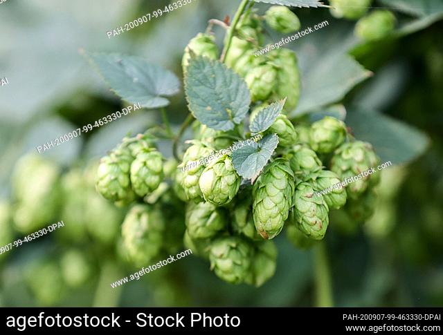 07 September 2020, Saxony-Anhalt, Weddegast: Hops grow in the hop garden of the Agrargenossenschaft Baalberge e.G.. The harvest of the cones is in full swing