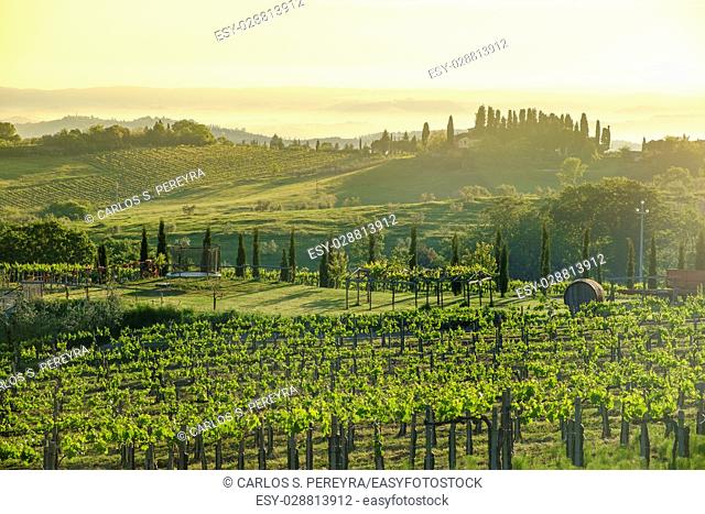 Vineyards around San Gimignano small medieval hill town in Tuscany, Italy