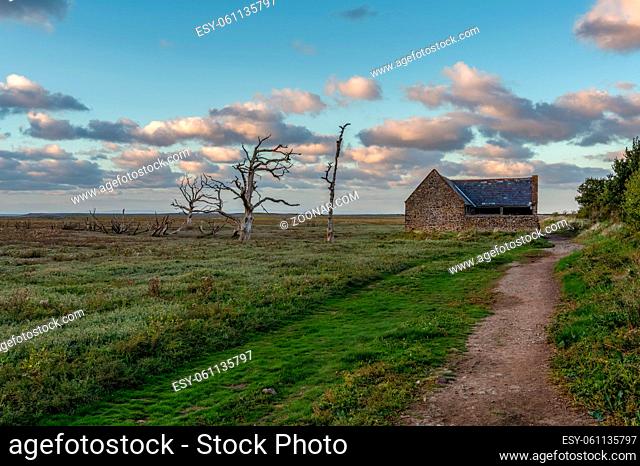A tree trunk and an old barn in the evening light over the Porlock Marshes, Somerset, England, UK