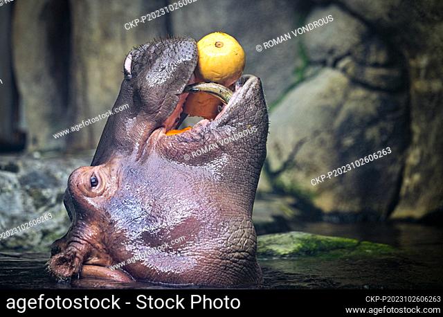 Pumpkin feast for hippos in Prague Zoo, Czech Republic, October 26, 2023. (CTK Photo/Roman Vondrous)