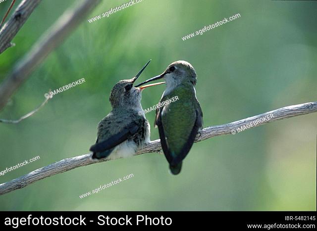 Costa's Hummingbird feeding young, Sonora desert, Arizona, USA (Calypte costae)