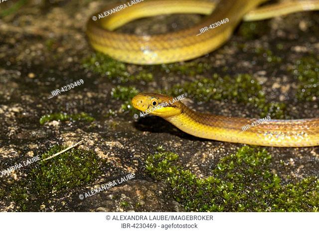 Snake (Compsophis laphystius) in the rainforest of Ranomafana, Southern Highlands, Madagascar