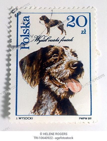 Polish Stamp With A Picture Of A german Pointer Wirehair By J.Wysocki
