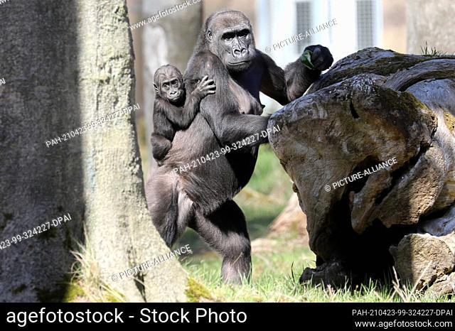 23 April 2021, Mecklenburg-Western Pomerania, Rostock: Mother Zola and son Moyo are out and about in the Darwineum's outdoor enclosure for the first birthday of...