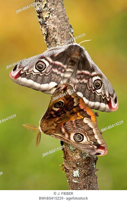 Emperor moth, Small Emperor Moth (Saturnia pavonia, Eudia pavonia), mating, Germany, Rhineland-Palatinate