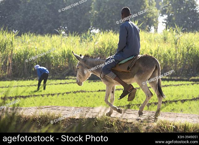 Donkey-backed man in front of a plot planted with cereals near the village of Ramadi, west bank of the Nile south of Edfu, Egypt, North East Africa