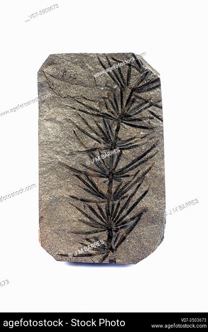 Fossil horsetail (Asterophyllites equisetiformis) who lived in Carboniferous period (Pennsylvanian). Sample