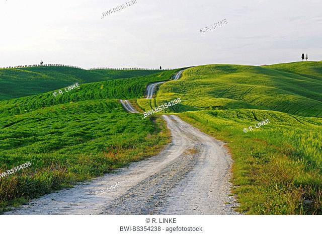 dirt road trough hilly and green field landcape, Italy, Tuscany, Val d Orcia, San Quirico d Orcia