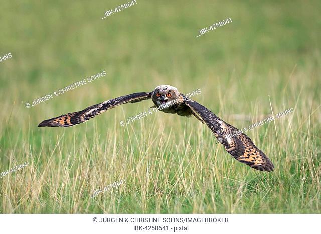 Eurasian eagle-owl (Bubo bubo) adult, flying over meadow, hooting, Kasselburg, Eifel, Germany
