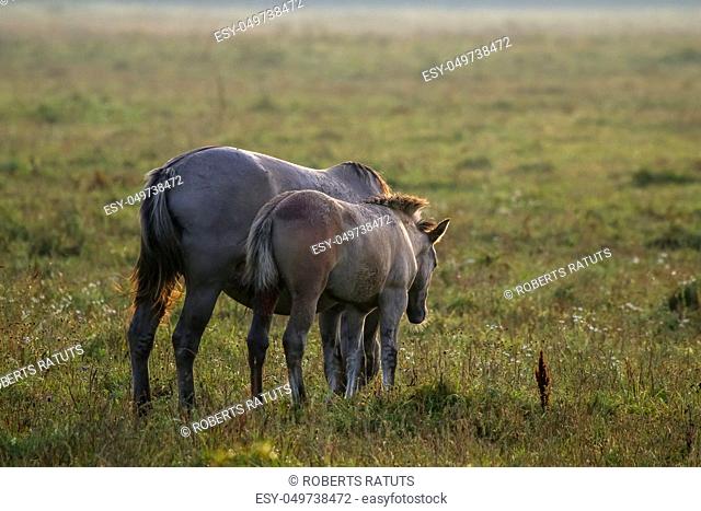 Herd of horses grazing in a meadow in the mist. Horses in a foggy meadow in autumn. Horses and foggy morning in Kemeri National Park, Latvia
