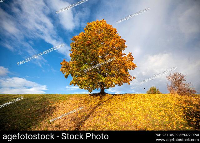05 November 2023, Baden-Württemberg, Stuttgart: In sunny weather, the leaves of a tree on a hill are colored in autumn. Anyone going out into the fresh air in...