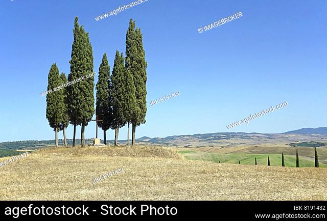 Cypress (Cupressus) group in harvested grain field, San Quirico dOrcia, Val dOrcia, Province of Siena, Tuscany, Italy, Europe