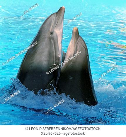 Dolphins dancing lambada in Zoomarine amusement park  Algarve, Portugal