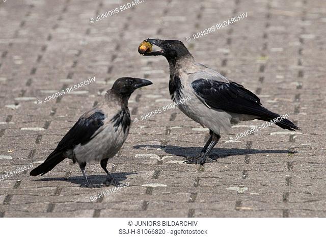 Hooded Crow (Corvus corone cornix, Corvus cornix). Two juveniles, one of them with a walnut in its bill. Germany