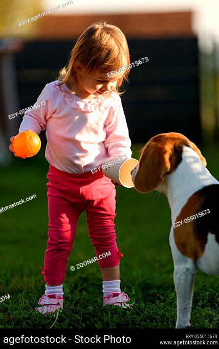Little girl child playing in sunny day in backyard with her best friend beagle dog. Child friendly dog concept