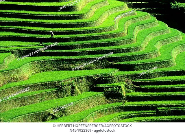 Yuanyang; A Farmer is checking his Ricefield; Rice Terrace; Rice Paddies; Terraced Rice Fields; China