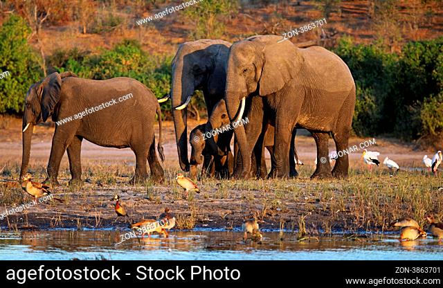 Elefanten am Ufer des Chobe, Botswana; Loxodonta africana; elephants at riverside of Chobe, Botsuana