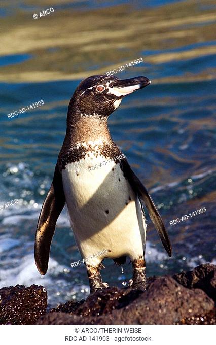 Galapagos Penguin Santiago Island Galapagos Islands Ecuador Spheniscus mendiculus