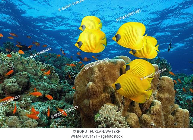 Lemon Butterflyfishes, Chaetodon semilarvatus, Elphinstone Reef, Red Sea, Egypt