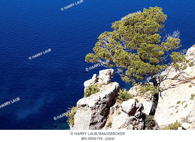 Aleppo Pine (Pinus halepensis) grows on a rock in front of blue sea, near Sant Elm, Majorca, Balearic Islands, Spain