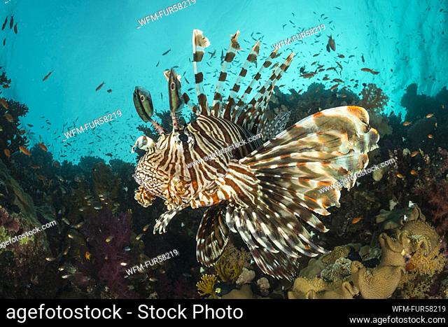 Common Lionfish, Pterois miles, Fury Shoal, Red Sea, Egypt