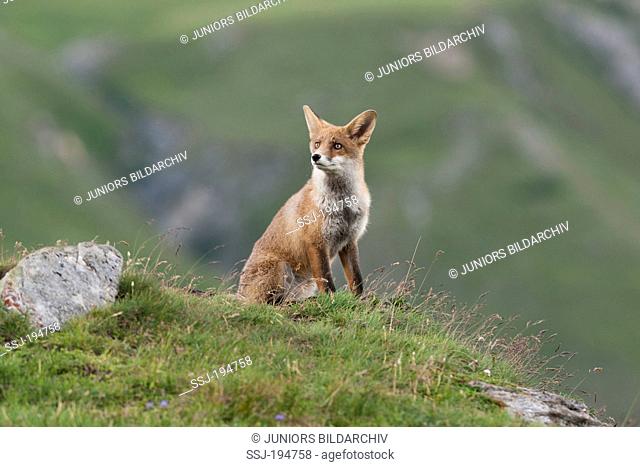 Red Fox (Vulpes vulpes). Adult sitting on a mountain pasture. Tyrol, Austria