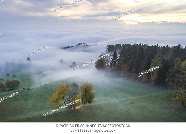 fog and forest in fall, Switzerland