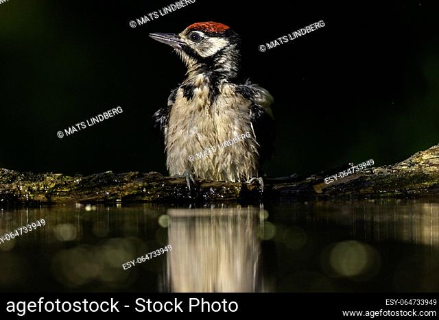 Great spotted woodpecker, Dendrocopos major taking bath and drinking water, Kiskunság Nemzeti park, Hungary
