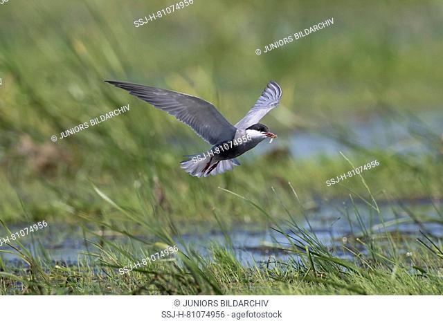 Whiskered Tern (Chlidonias hybrida). Adult in flight. Brandenburg, Germany