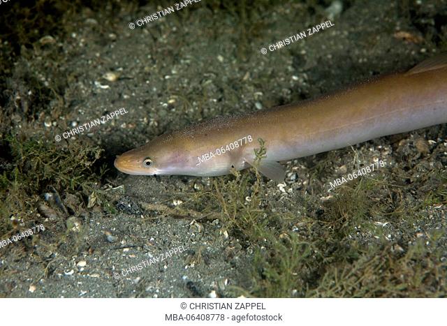 European eel, (Anguilla Anguilla), Chiemsee (lake), Bavaria, Germany