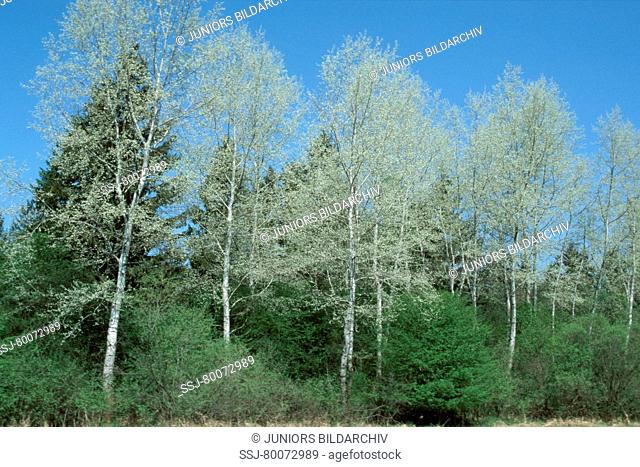 DEU, 2002: White Poplar (Populus alba), trees standing in a line