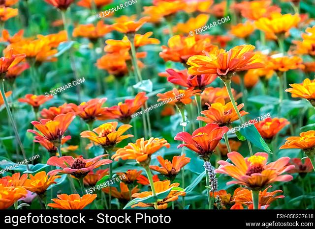 colorful cosmos flowers farm in the outdoor