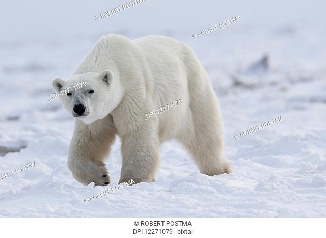 Polar bear (ursus maritimus) walking through the snow and ice of Hudson Bay; Manitoba, Canada
