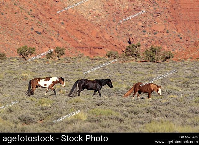 Mustangs, Monument Valley, Utah, USA, North America
