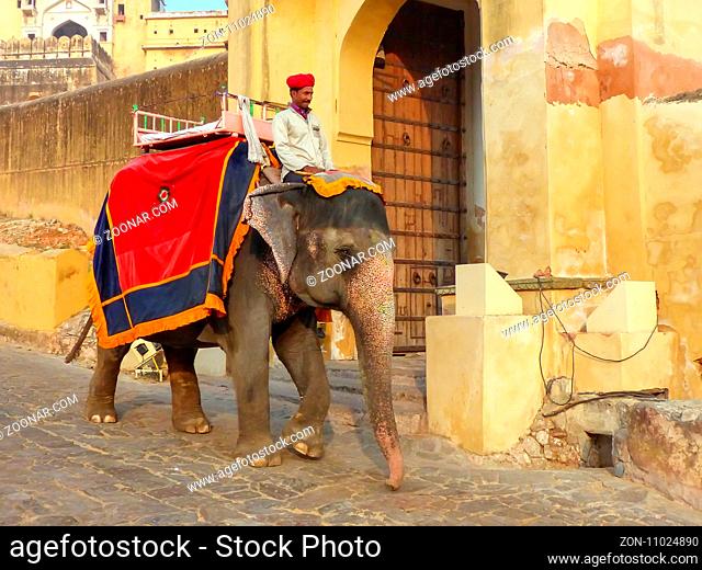 Decorated elephant going on the cobblestone path from Amber Fort near Jaipur, Rajasthan, India. Elephant rides are popular tourist attraction in Amber Fort