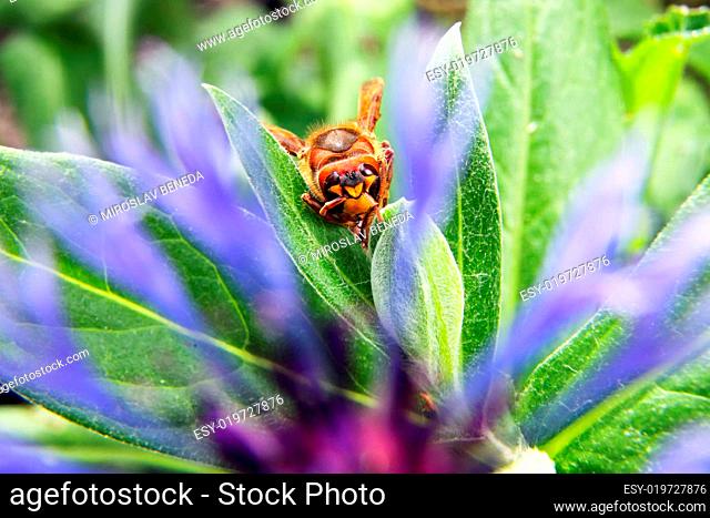 European Hornet (Vespa crabro) with flower thorn - macro shot