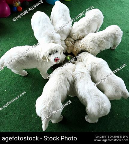 13 April 2021, Saxony, Leipzig: In the garden of breeder and animal trainer Bettina Krist, the little puppies eat their food