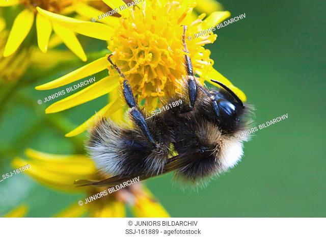 Garden bumblebee / Bombus hortorum