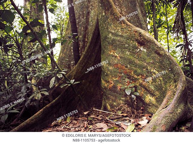 Gyranthera caribensis Pittier tree with buttressed roots, Henri Pittier National Park, Venezuela