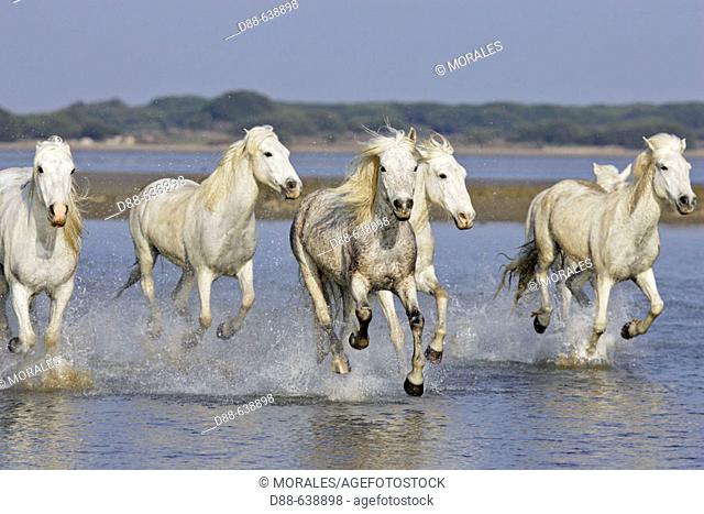 Camargue horses. Saintes Maries de la Mer. Bouches du Rhone. Camargue. France