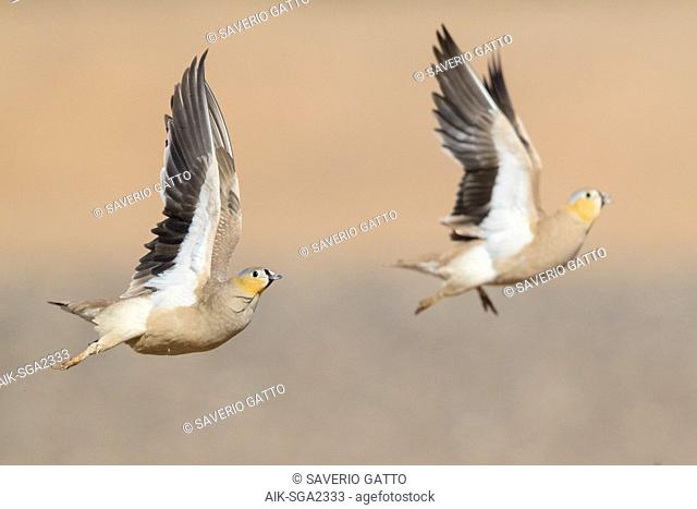 Crowned Sandrgouse (Pterocles coronatus), two adult males in flight