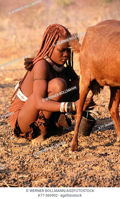 Himba wife milking goats. Kaokoveld. Namibia