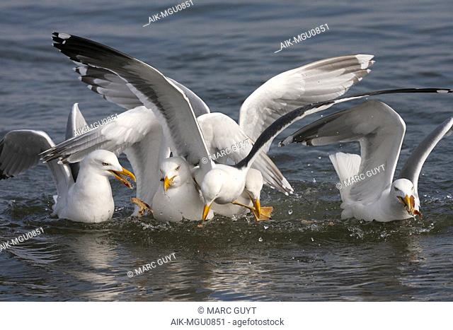 Adult Lesser Black-backed Gull (Larus fuscus) landing in group of European Herring Gulls (Larus argentatus) sitting on the water in the Dutch Wadden Sea off...